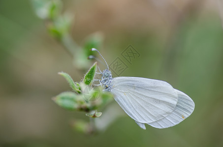 夏天的白蝴蝶高清图片