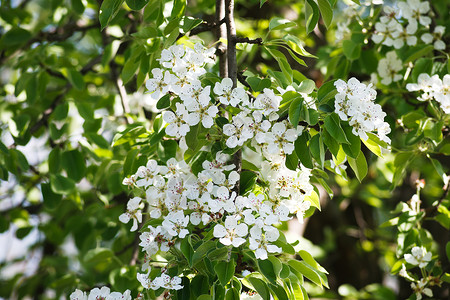 樱桃树开花背景图片