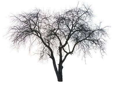 冬天一棵树的在图片
