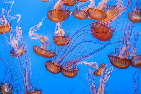 蓝海中的水母在深海中滑翔图片