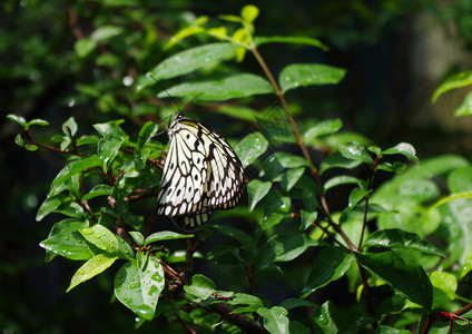 蝴蝶在新加坡机场蝴蝶花园的一个工图片