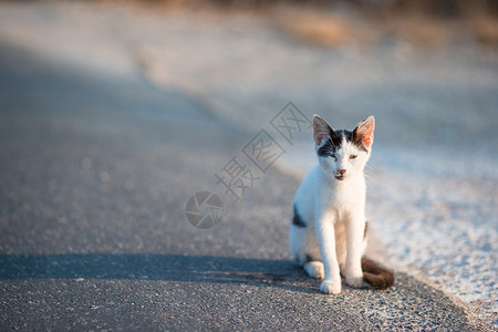 希腊路上的三色猫图片