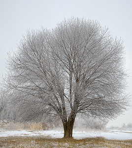 冬田里的冻树图片
