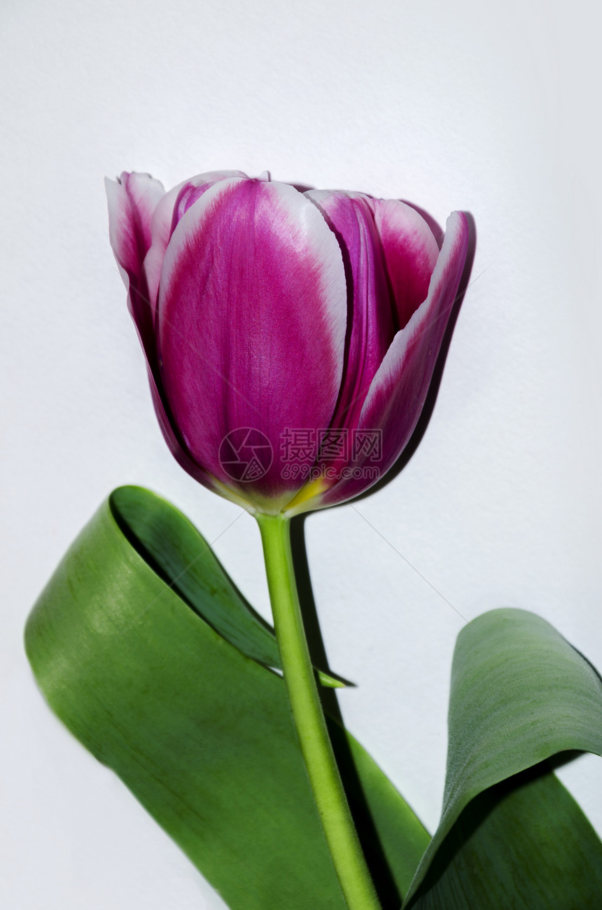 美丽的紫色郁金香花为节日特写图片