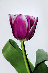 美丽的紫色郁金香花为节日特写背景图片