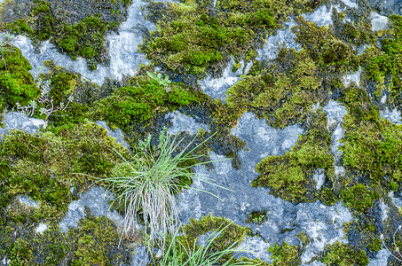 岩石上的草和苔藓图片