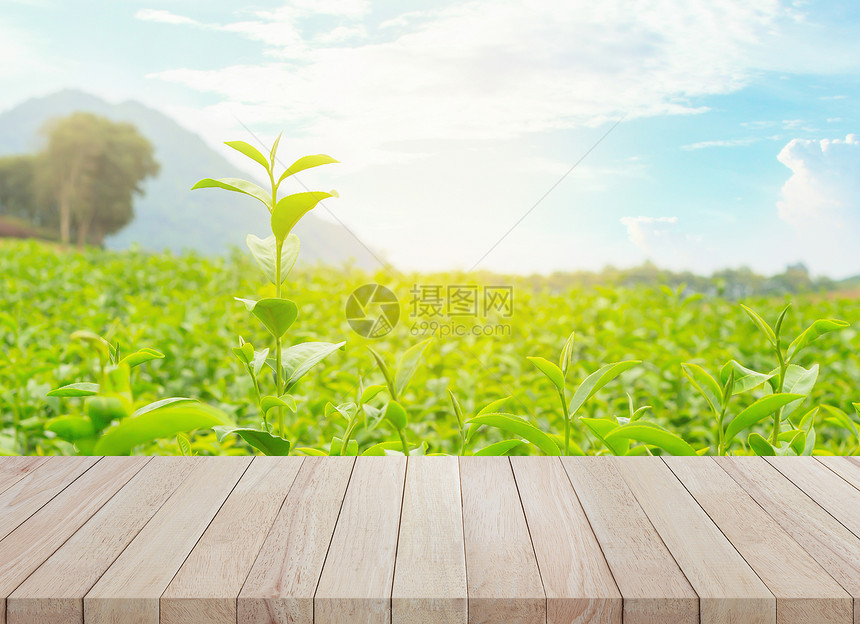 空木桌与茶树背景图片