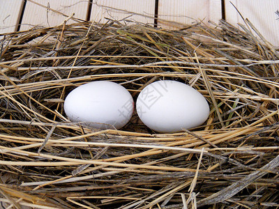 鸡窝和鸡蛋装饰概念自然景观中的鸡蛋图片
