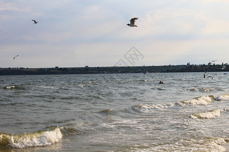 海鸥飞过黑海图片