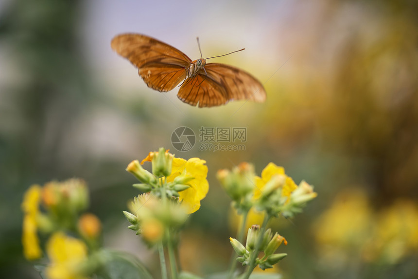 朱莉娅蝴蝶lepidoptranymphalidae蝴蝶在黄色的花朵上图片