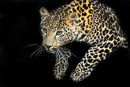 野生非洲大草原上的豹子肖像背景图片