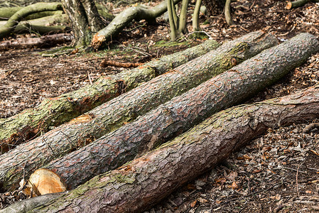 砍伐的木材原木在森林里图片
