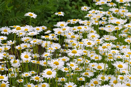 Leucantheum粗俗牛眼图片