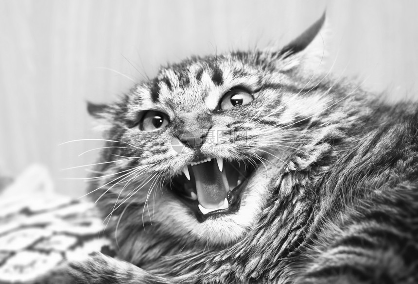 攻击愤怒疯狂不可预测的猫图片