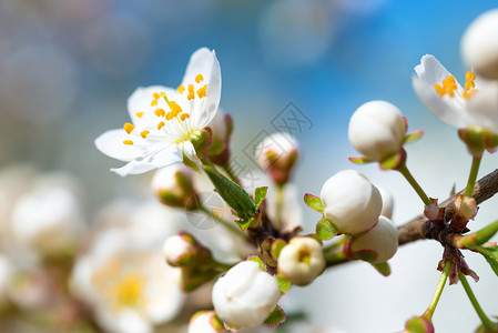 春花在李树上盛开的白春花以柔软的图片