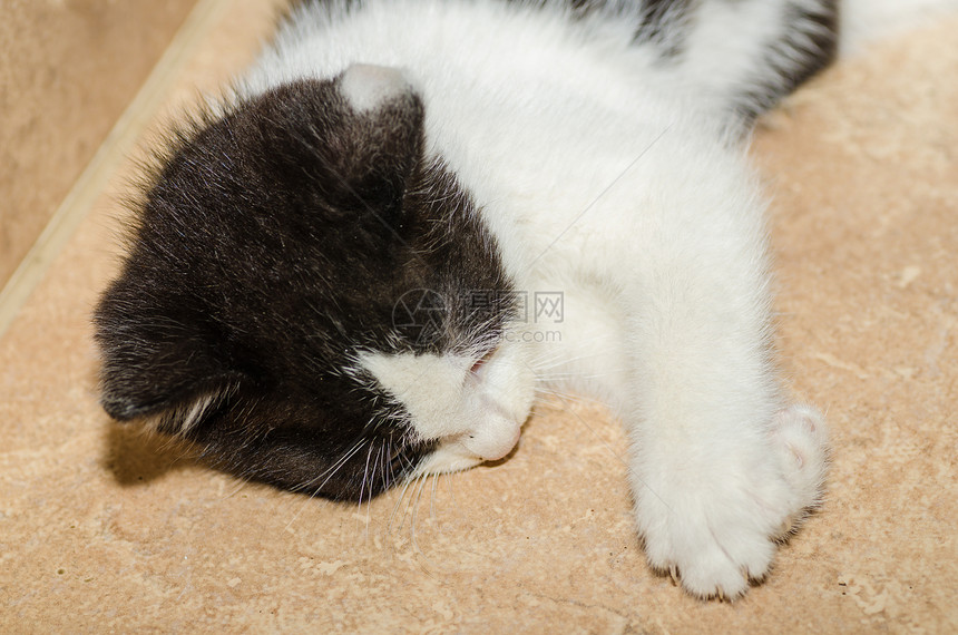 小猫躺在瓷砖上图片