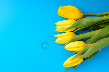 蓝色背景中的一束黄色郁金香图片