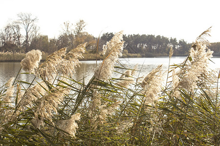 野生芦苇和阳光河流植被图片
