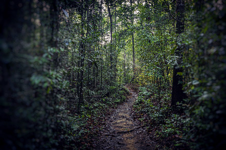 丛林之路斯里兰卡的图片