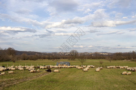 羊群在草地上图片
