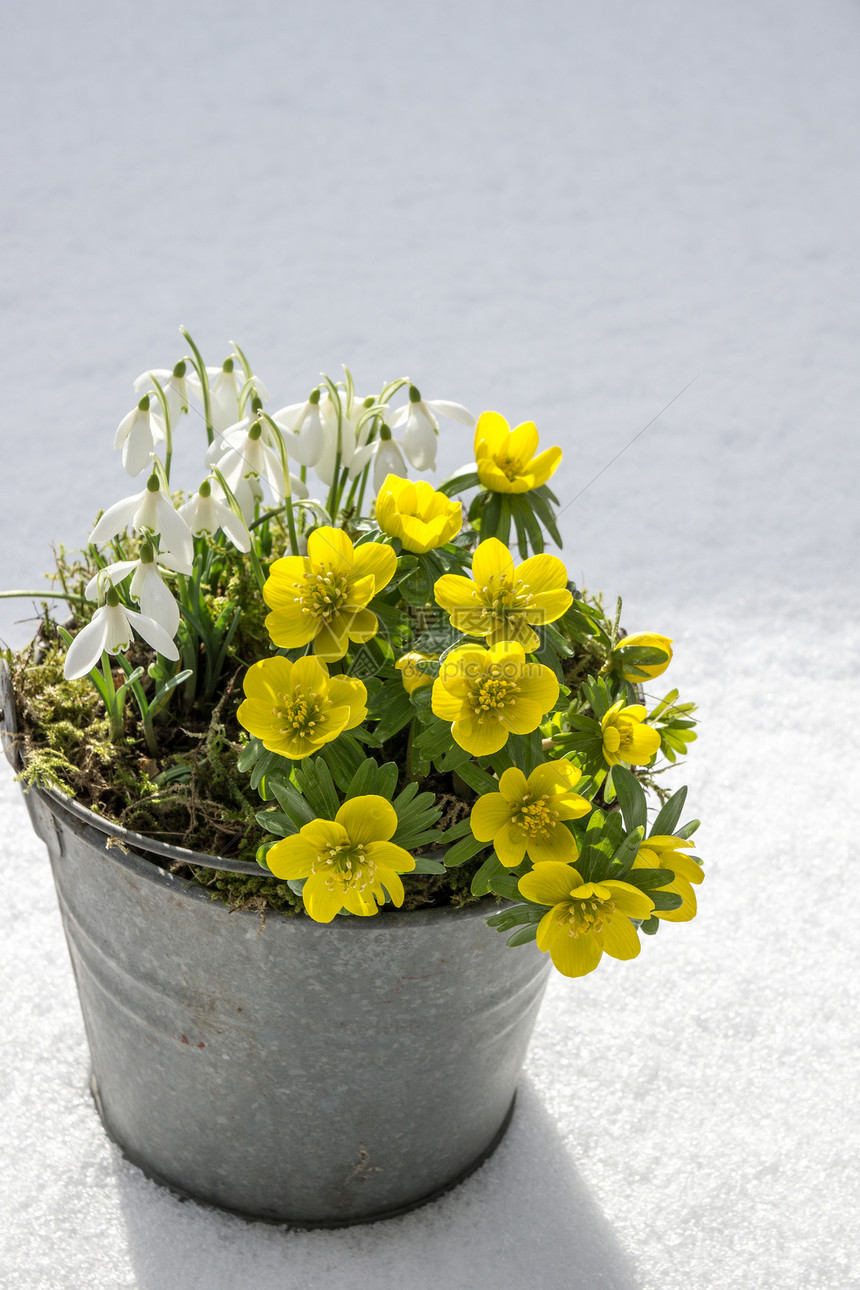 春天的初春冬天的雪花和下雪在锌锅里图片