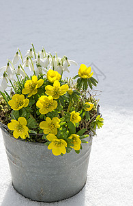 春天的初春冬天的雪花和下雪在锌锅里图片