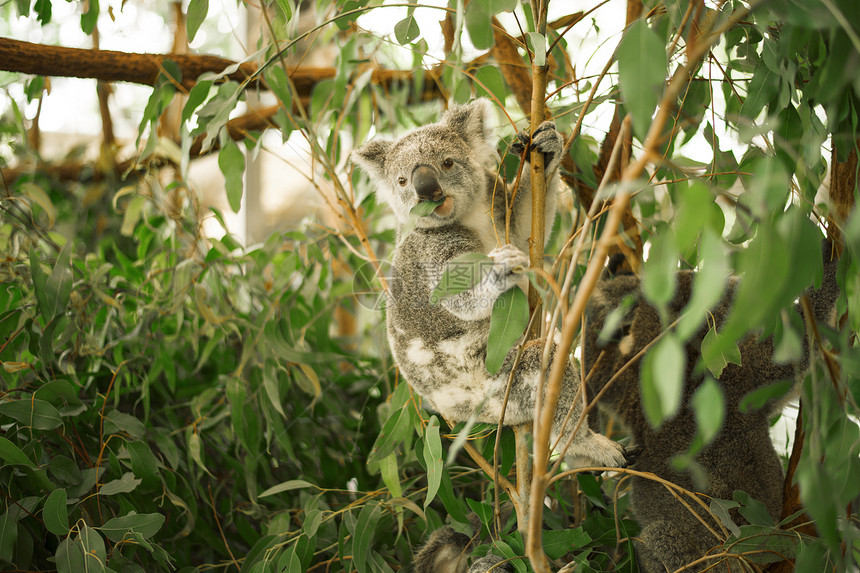 户外澳大利亚考拉在一棵桉树上图片