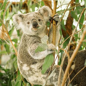 户外澳大利亚考拉在一棵桉树上图片