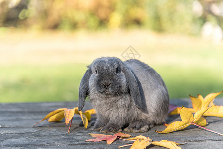 草地上的家兔图片