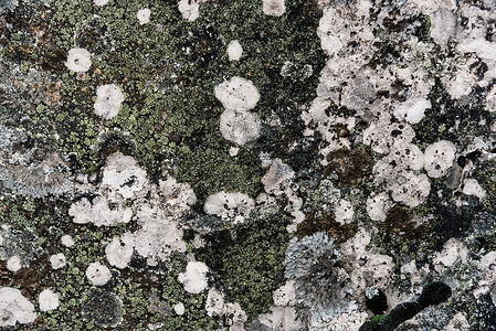 风化岩石纹理与干苔藓图片