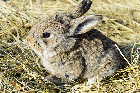 一只小兔子坐在干草干草上查看侧面图片