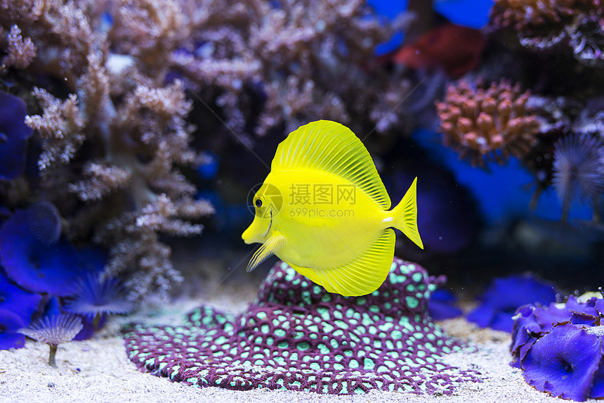 水族箱中的黄塘鱼形象图片