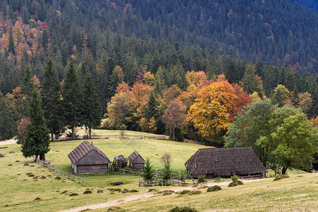 喀尔巴阡山村上森林的秋色图片