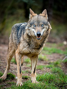 蓝眼睛的自然栖息地中的白狼女Canislupussig图片