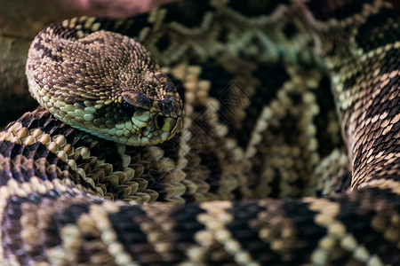 Adamanteus是在美国东南部发现的一种坑毒蛇物种图片