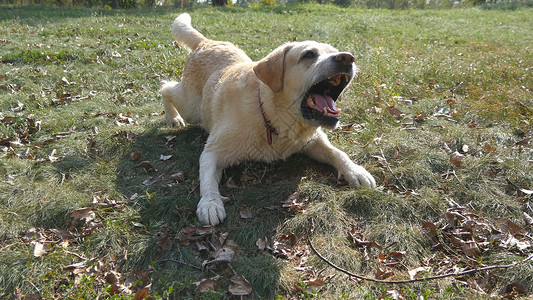 狗品种的拉布多采集器躺在绿草和叫声上训图片