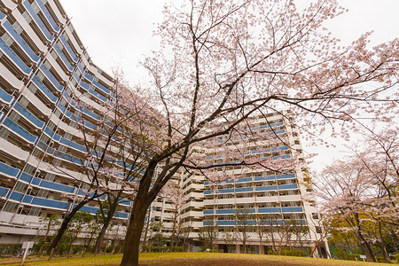 东京美丽的樱花花海图片
