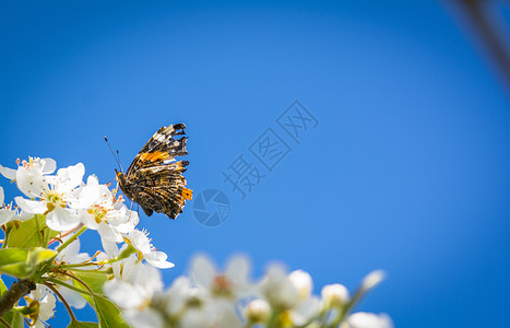 梨树花上的蝴蝶欧洲梨图片