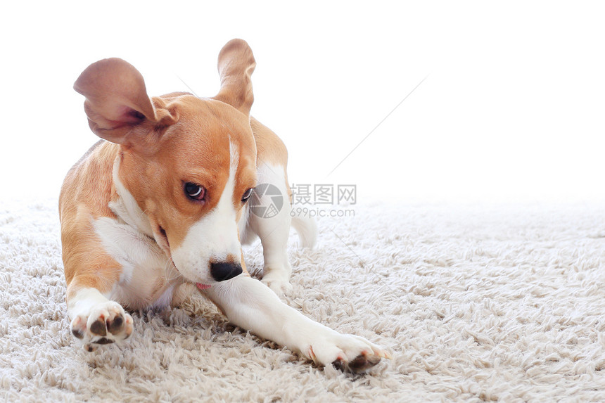 有趣的狗在白色背景上孤立的地毯上疯狂的小猎犬特写跳过图片