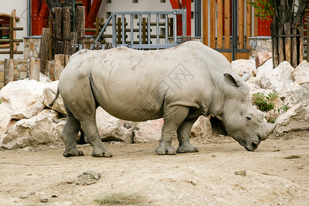 动物园夏天的白犀牛图片