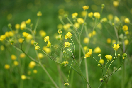 乡村春暖花开图片