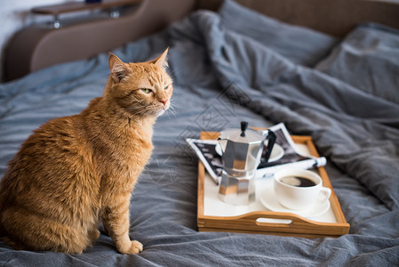 咖啡和早餐在床上与懒惰的姜猫舒适的早晨图片