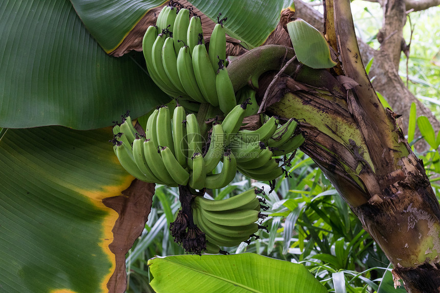 长着一堆成熟的绿色香蕉图片