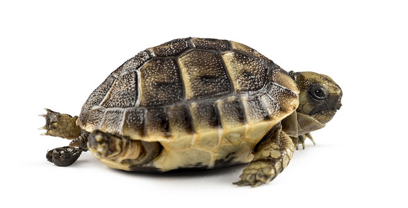 新出生的海龟排便图片