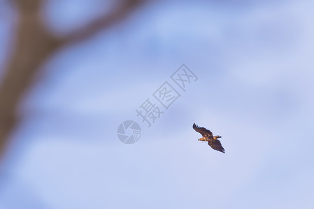 海鹰在春天的日子里在蓝天上滑翔瑞典图片