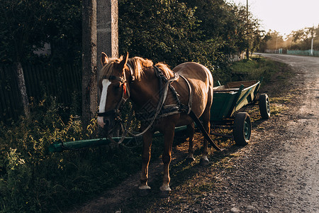 村道马车上的马具缰绳图片
