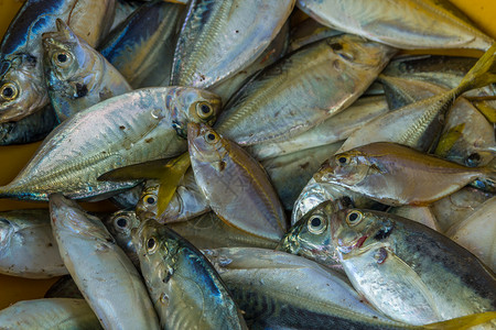 印度Chapora鱼市场储存在箱中出售图片