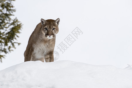 一只山狮在白雪皑的森林栖息地寻找猎物图片