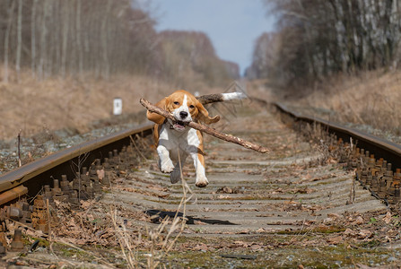 在春天散步时养狗比格尔跑来去用棍图片