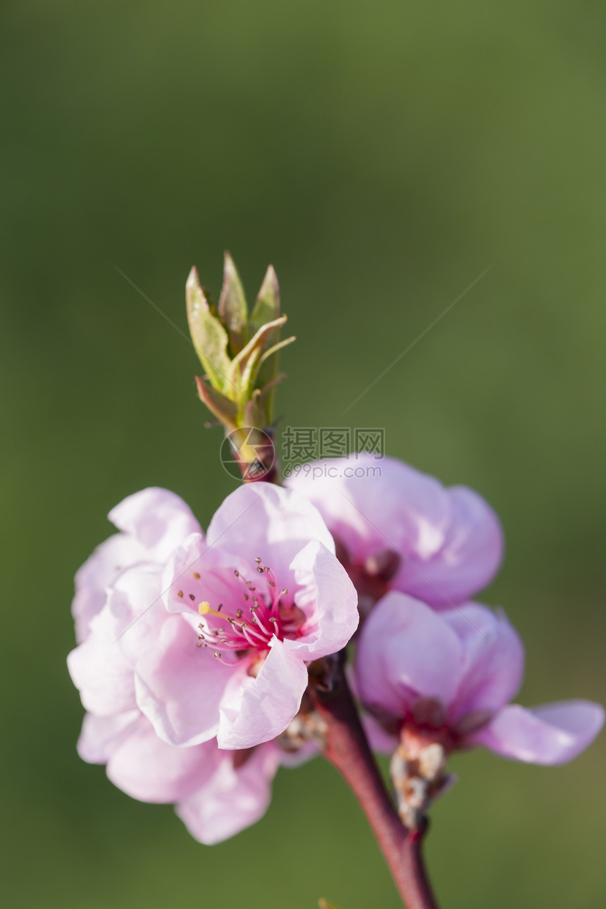 开花桃树细节图片